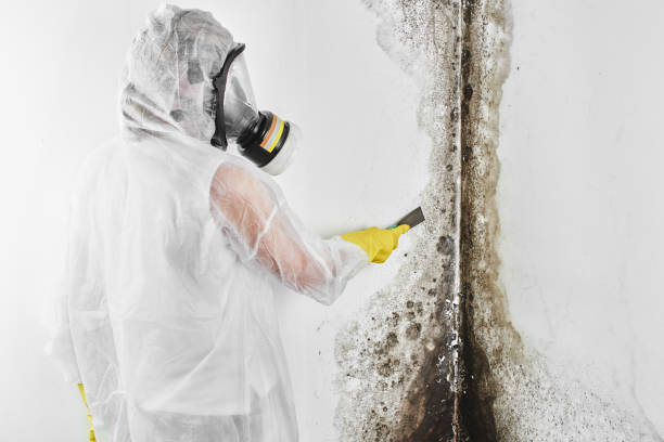 Best Crawl Space Mold Removal  in Addis, LA