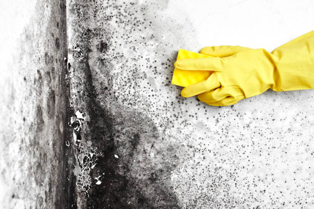 Best Toxic Mold Removal  in Addis, LA