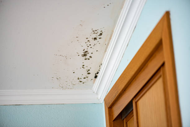 Best Attic Mold Removal  in Addis, LA