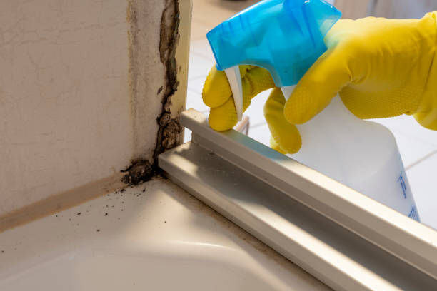 Best Mold Inspection  in Addis, LA