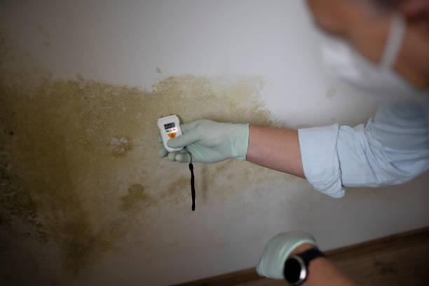 Best Commercial Mold Removal  in Addis, LA
