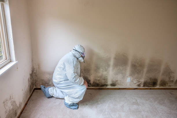 Best Certified Mold Removal  in Addis, LA
