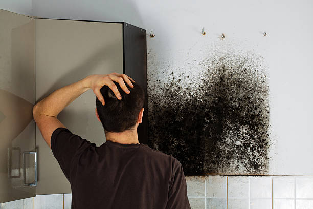 Best Fast Mold Removal  in Addis, LA
