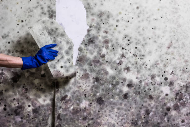 Professional Mold Removal in Addis, LA