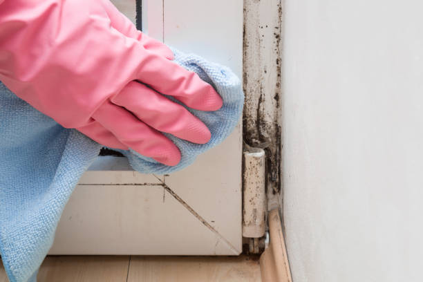 Best Office Mold Removal Services  in Addis, LA