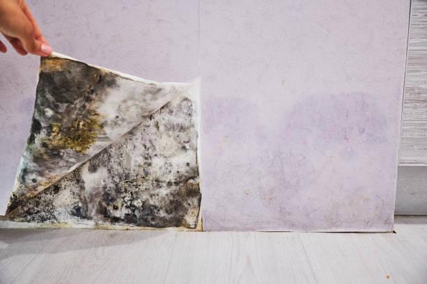 Attic Mold Removal in Addis, LA